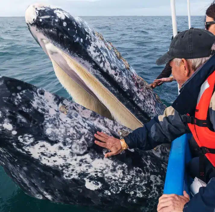San Ignacio lagoon gray whales