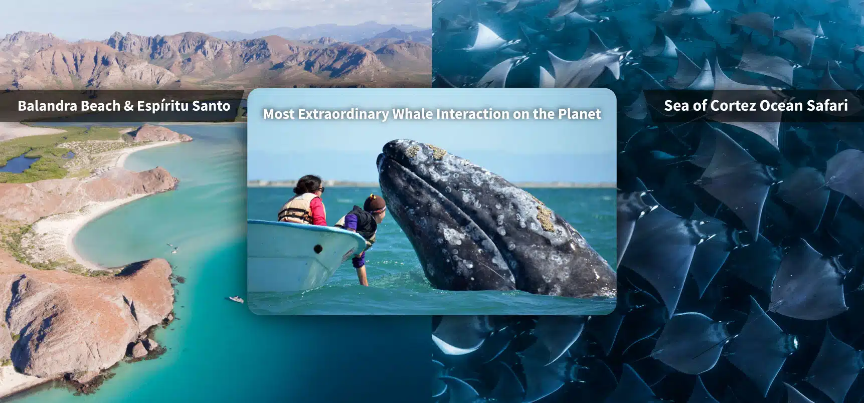 SIL Baja Blast 10 day combo