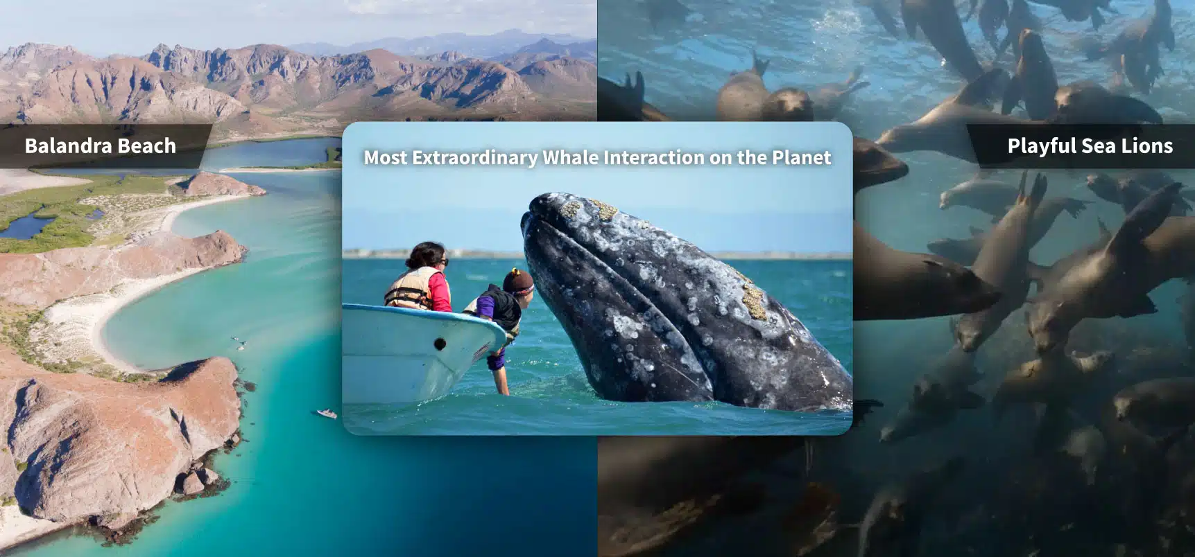 SIL Baja Blast 8 day combo