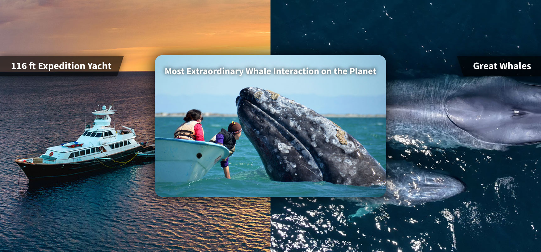 SIL Baja Ultimate Whales combo