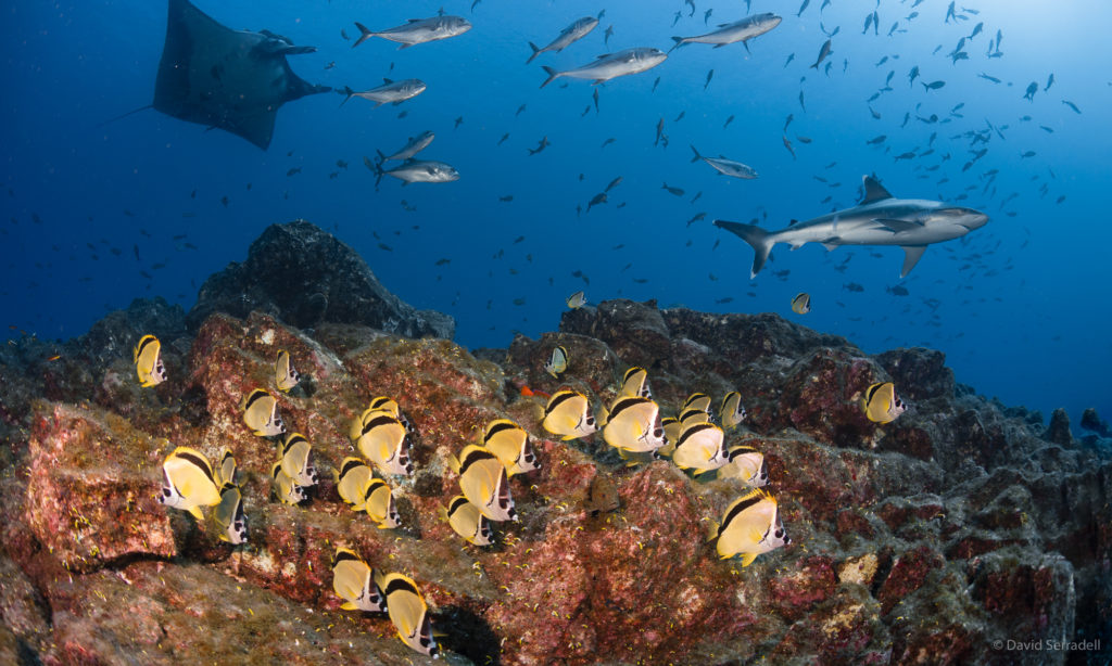 Underwater seascape seen by scuba divers around the Socorro Islands, featuring a school of reef fish, a shark, manta ray and more.