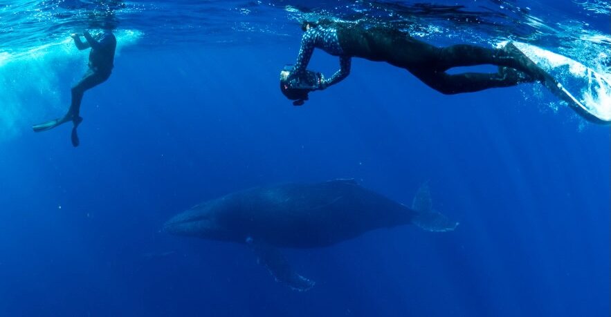 Sardine Bait Balls, Color-Changing Striped Marlin at Mag Bay!