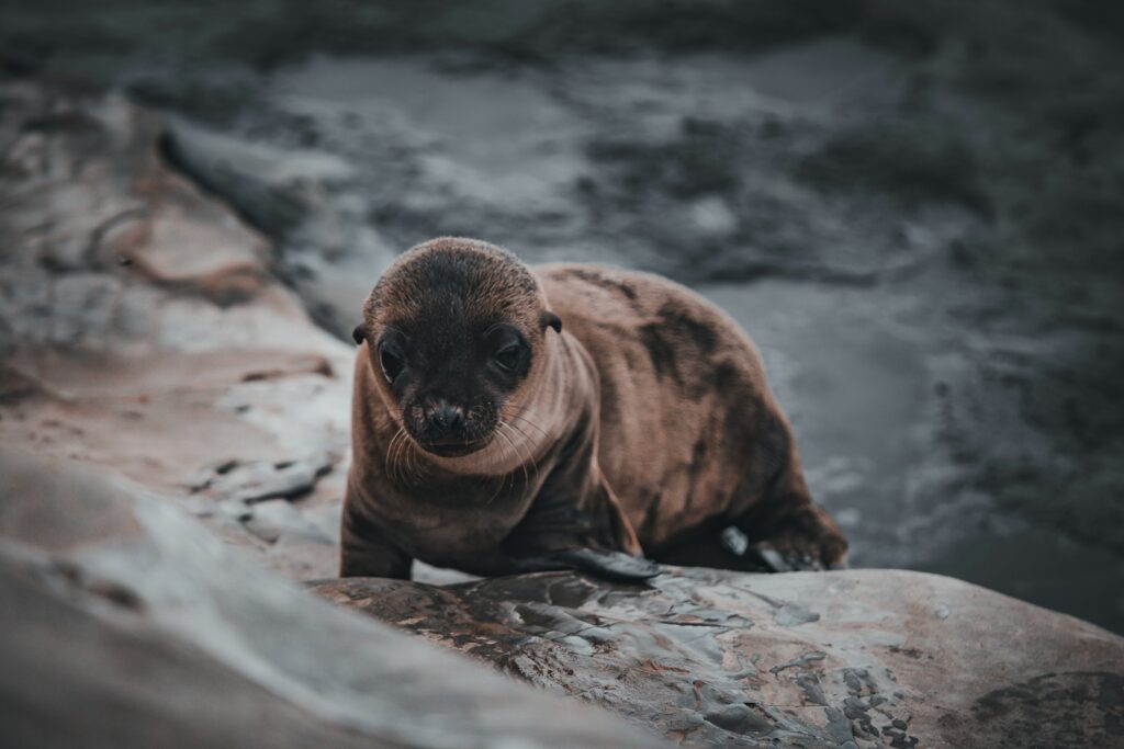 Juvenile sea lion on land