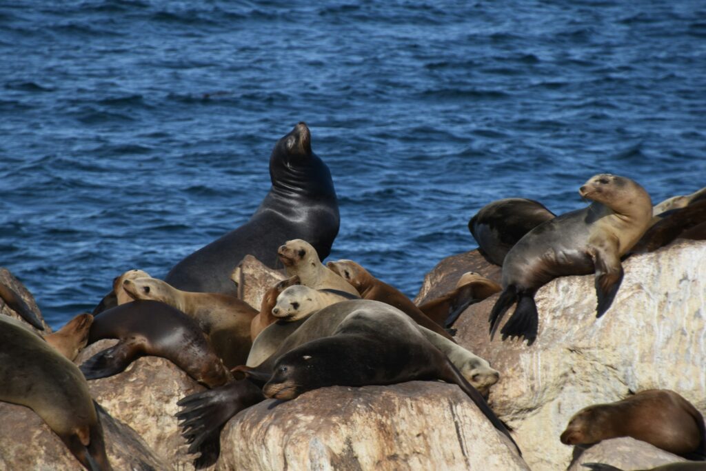 Sea lion colony basking in the sun