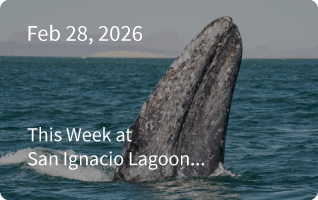 San Ignacio Newsletter