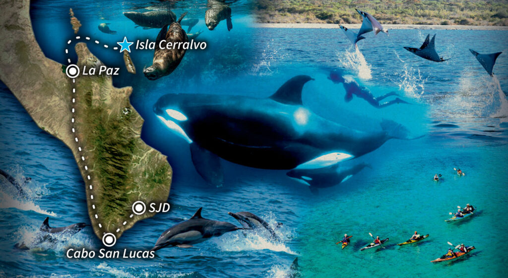 Ocean Safari + Glamping is Here!