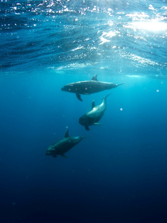 Sea Lion Colony