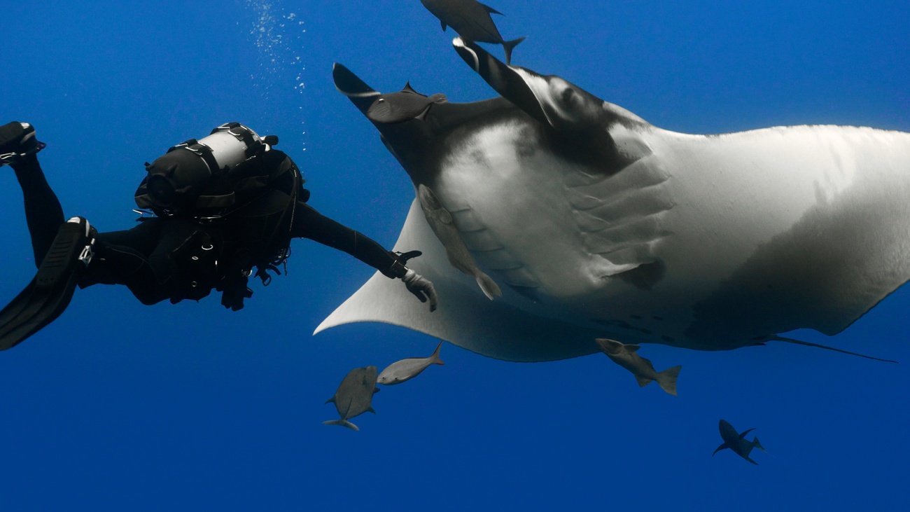 Socorro – Giant Mantas, Dolphins & Sharks