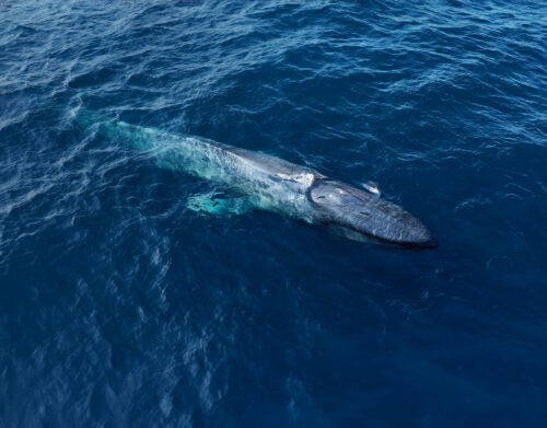 Blue Whales