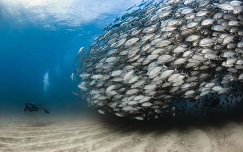 Dive Cabo Pulmo National Marine Park