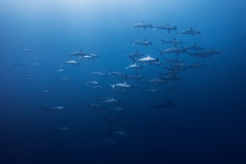 Dive Gordo Banks  (For experienced divers)