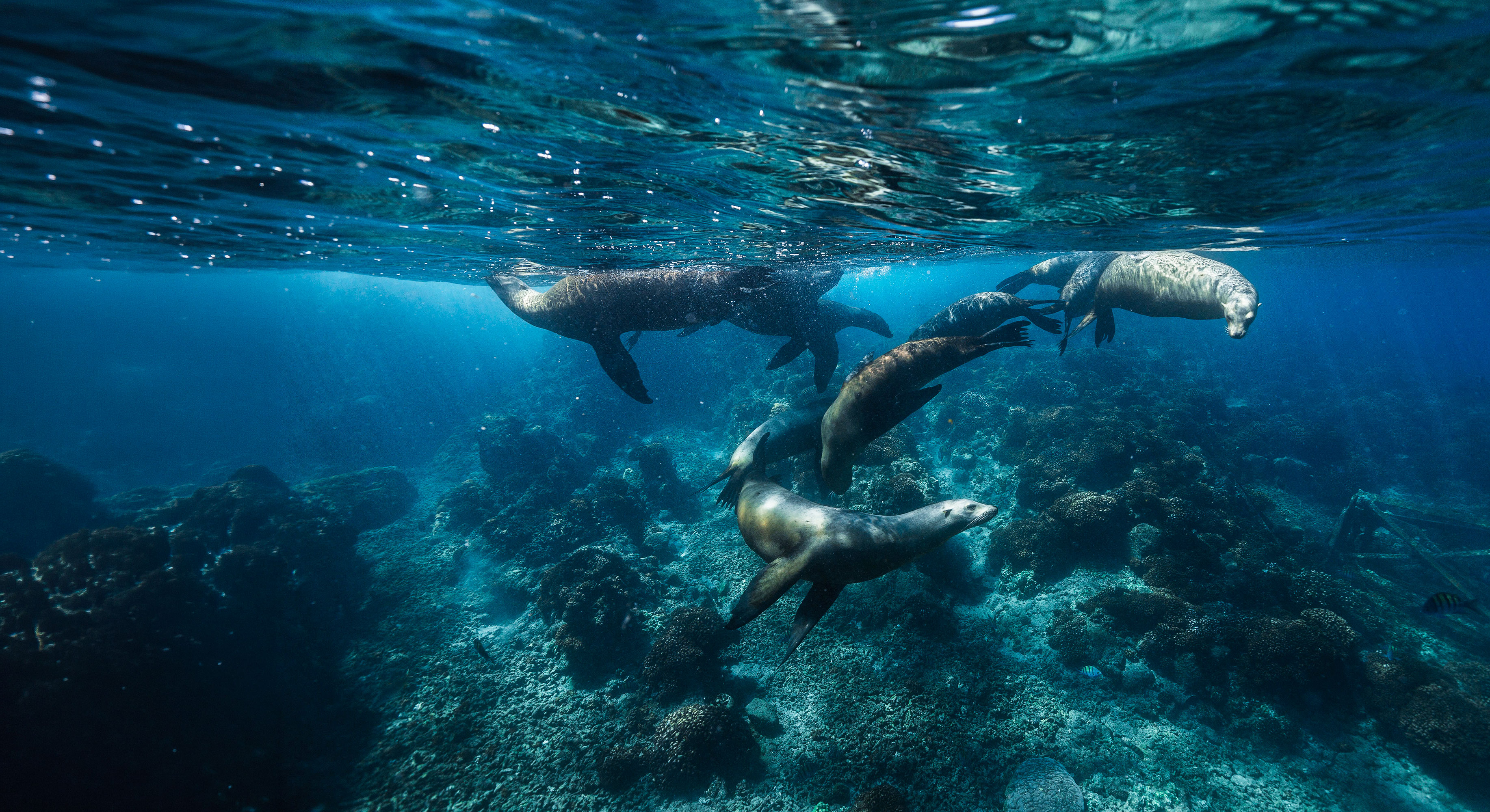 Cabo San Lucas Day Trips &  Scuba Diving Courses