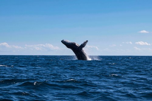 Humpback Whale Watching Safari