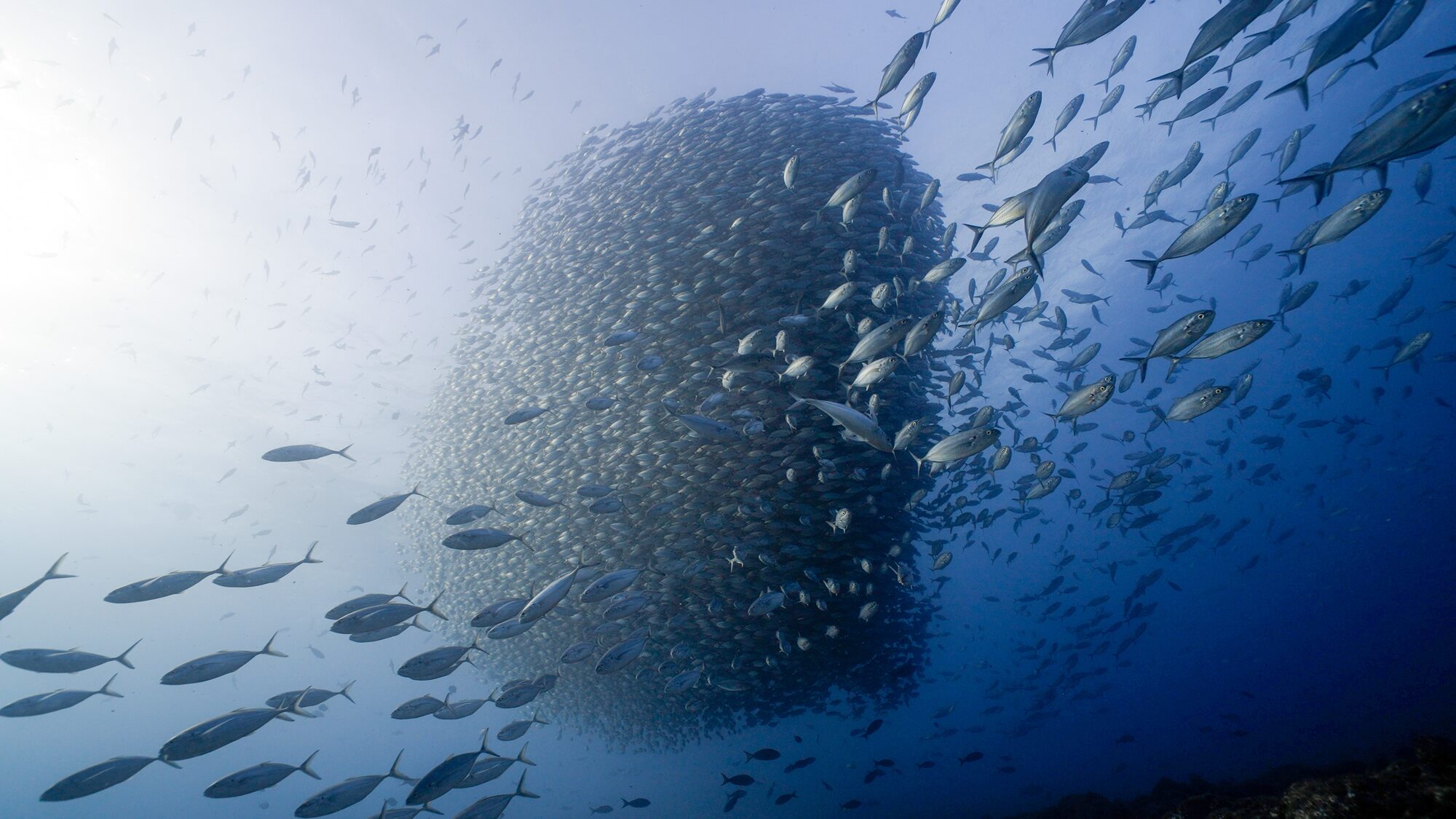 Sea of Cortez – 8-Day La Paz South to Cabo Pulmo