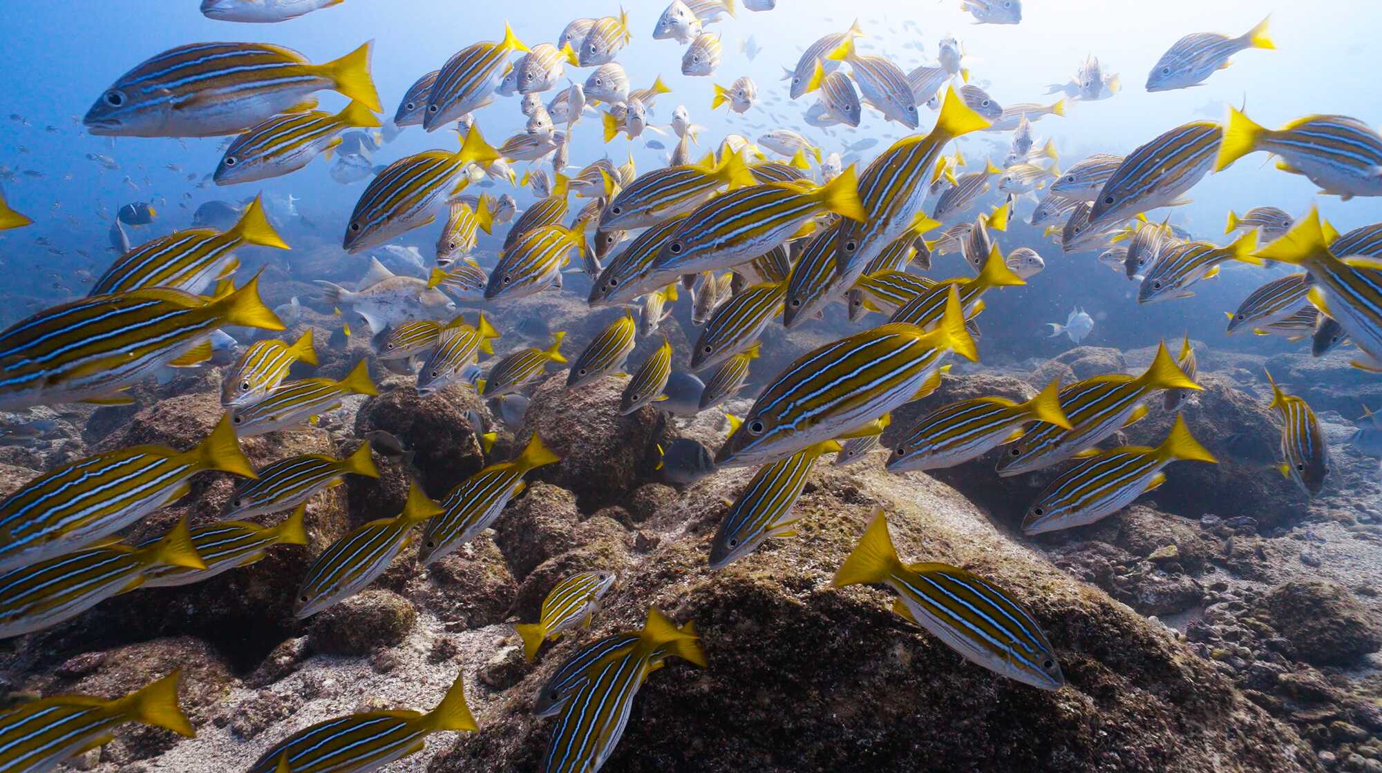 Immerse Yourself in the Sea of Cortez