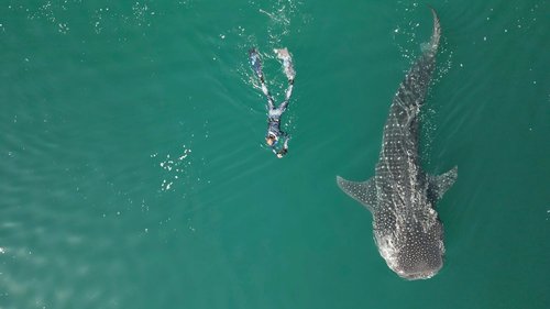 Swimming with Whale Sharks
