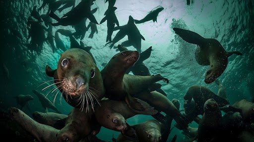 diving
