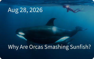 Orca Newsletter