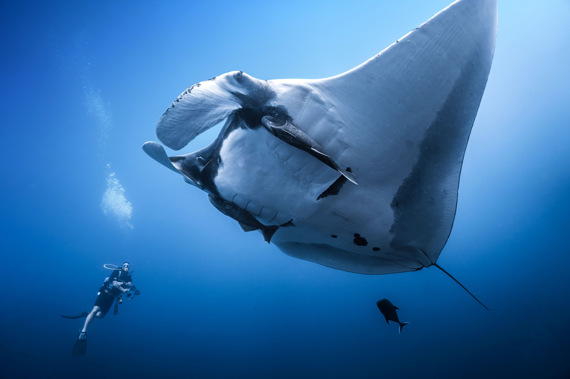 Liveaboard Diving & Ocean Expeditions
