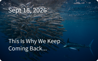 Mexico Sardine Run Newsletter