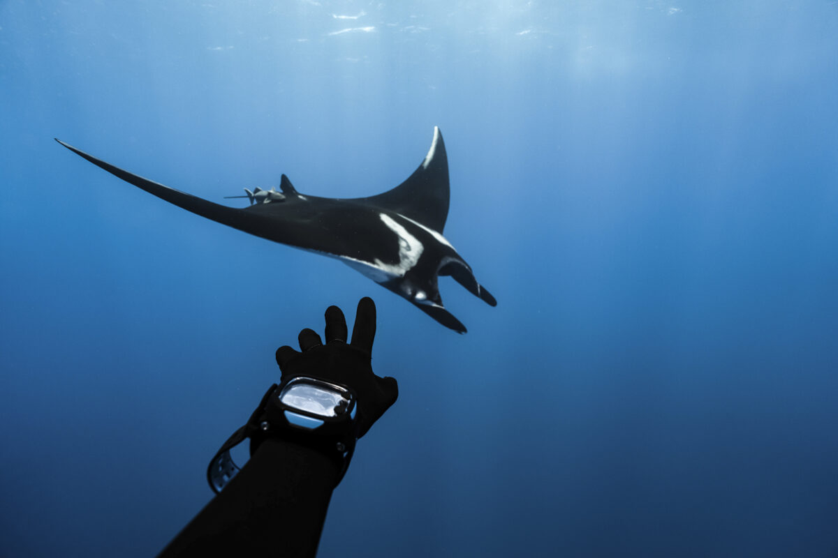 How to Plan a Liveaboard Diving Trip in Mexico