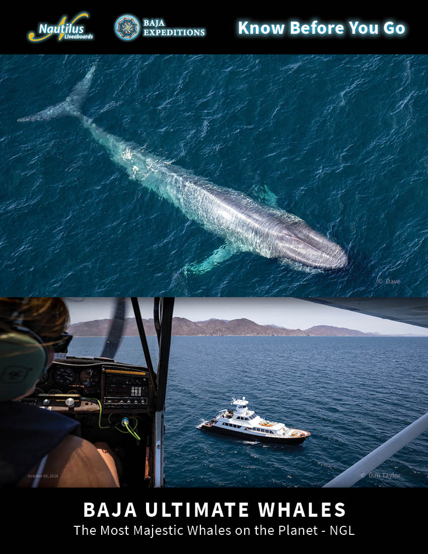 Baja Ultimate Whales - NGL Nautilus Gallant Lady