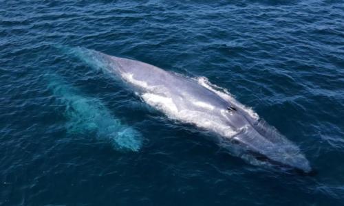 Blue Whale Watching Tours