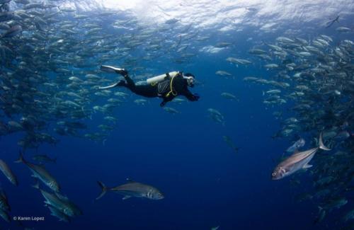 Cocos Island - Schooling Fish