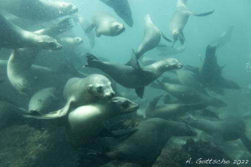 Diving in the Sea of Cortez - Sea Lions